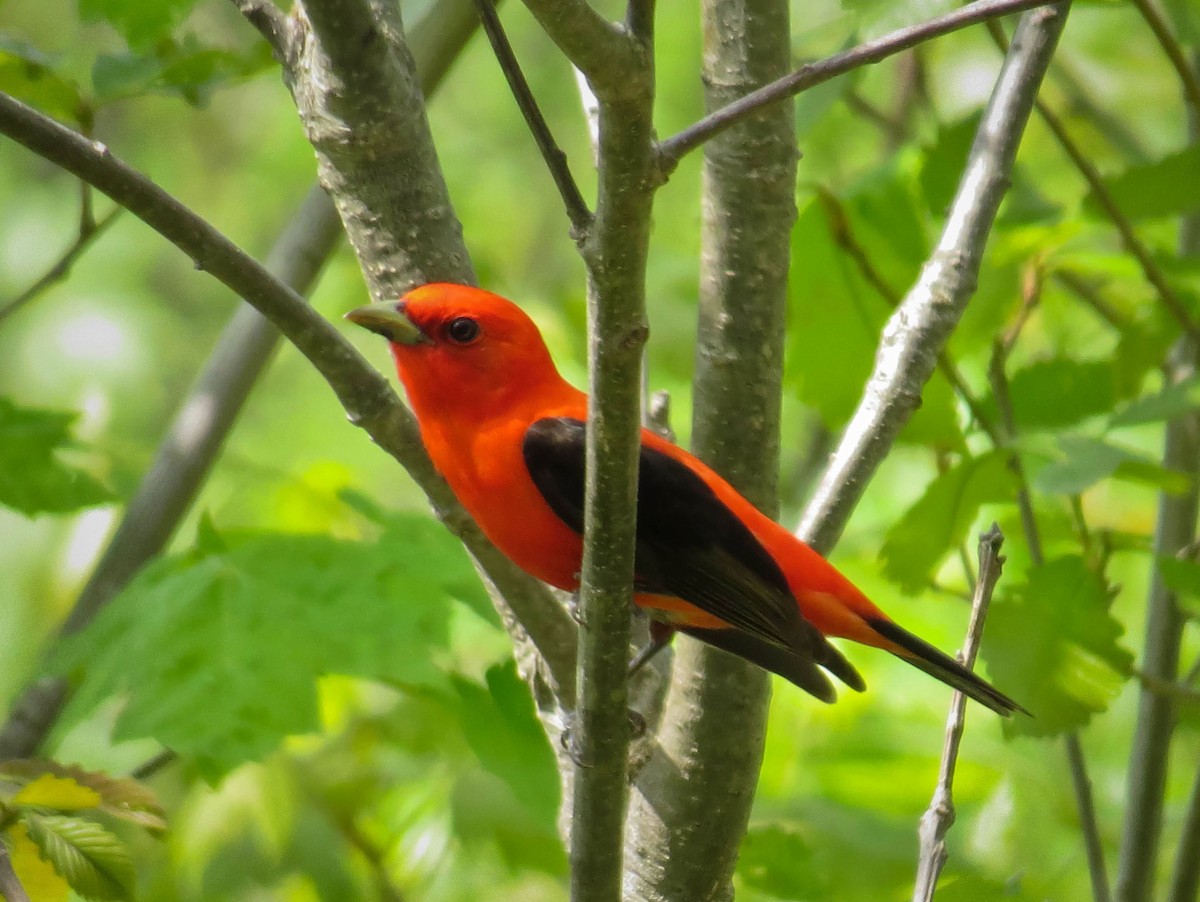 Scarlet Tanager - Marianne Ofenloch