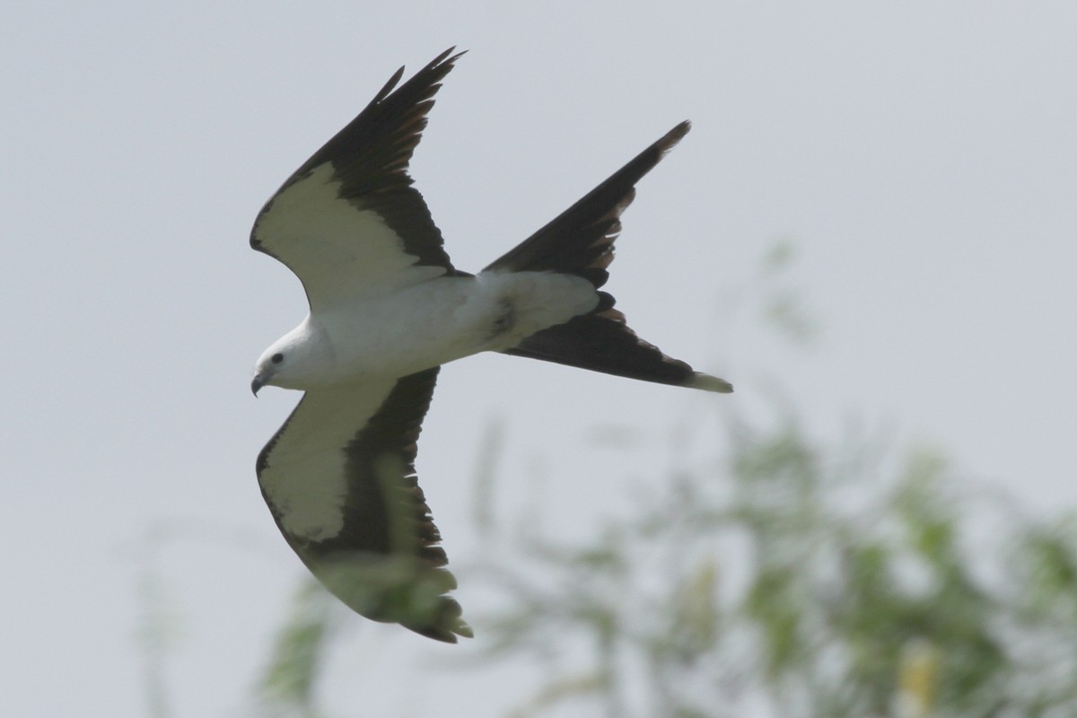 Swallow-tailed Kite - ML170747731