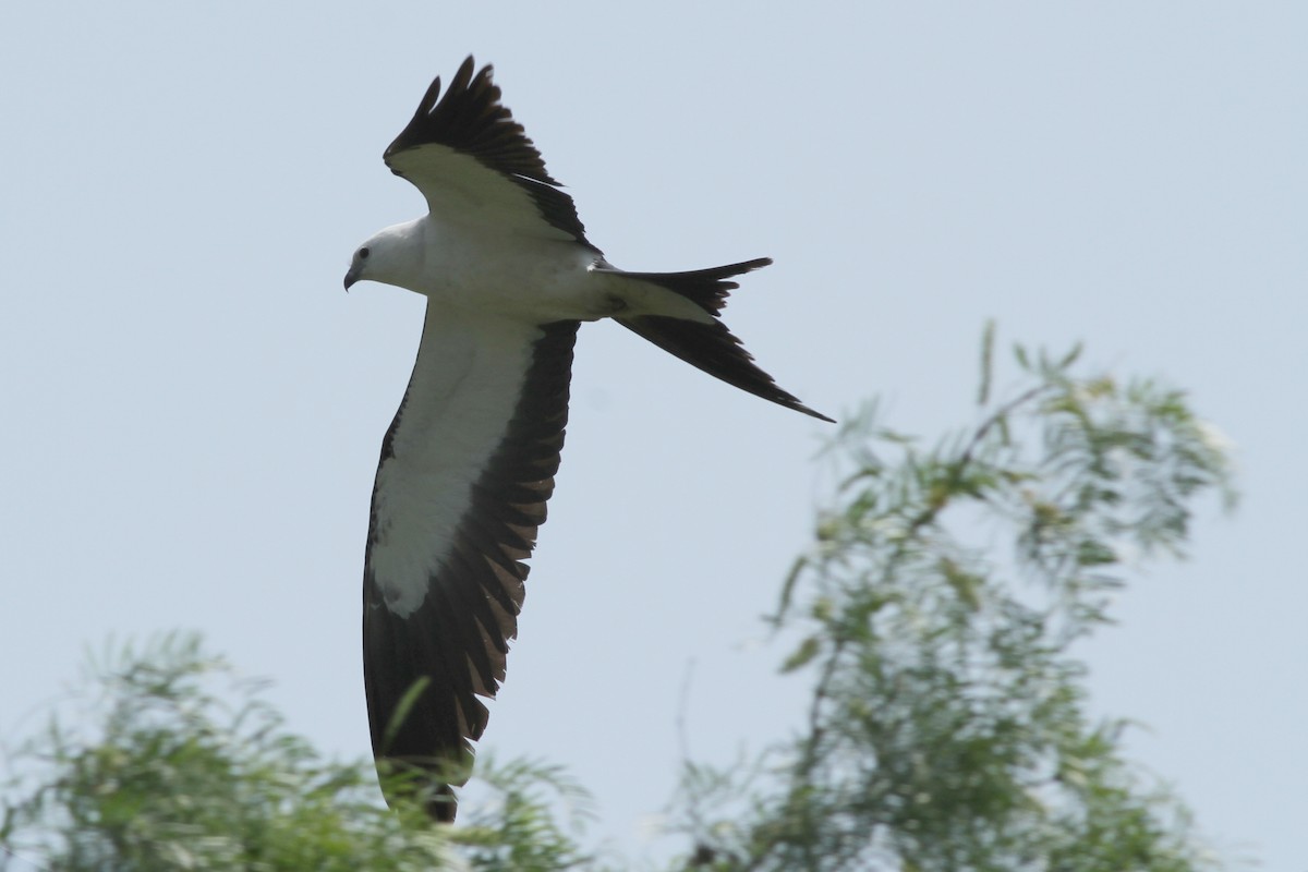 Swallow-tailed Kite - ML170747781