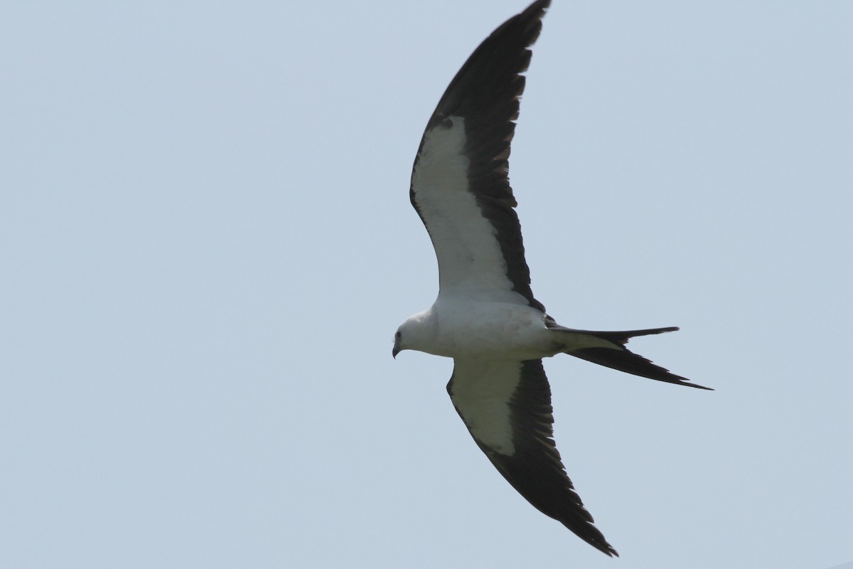 Swallow-tailed Kite - ML170747791