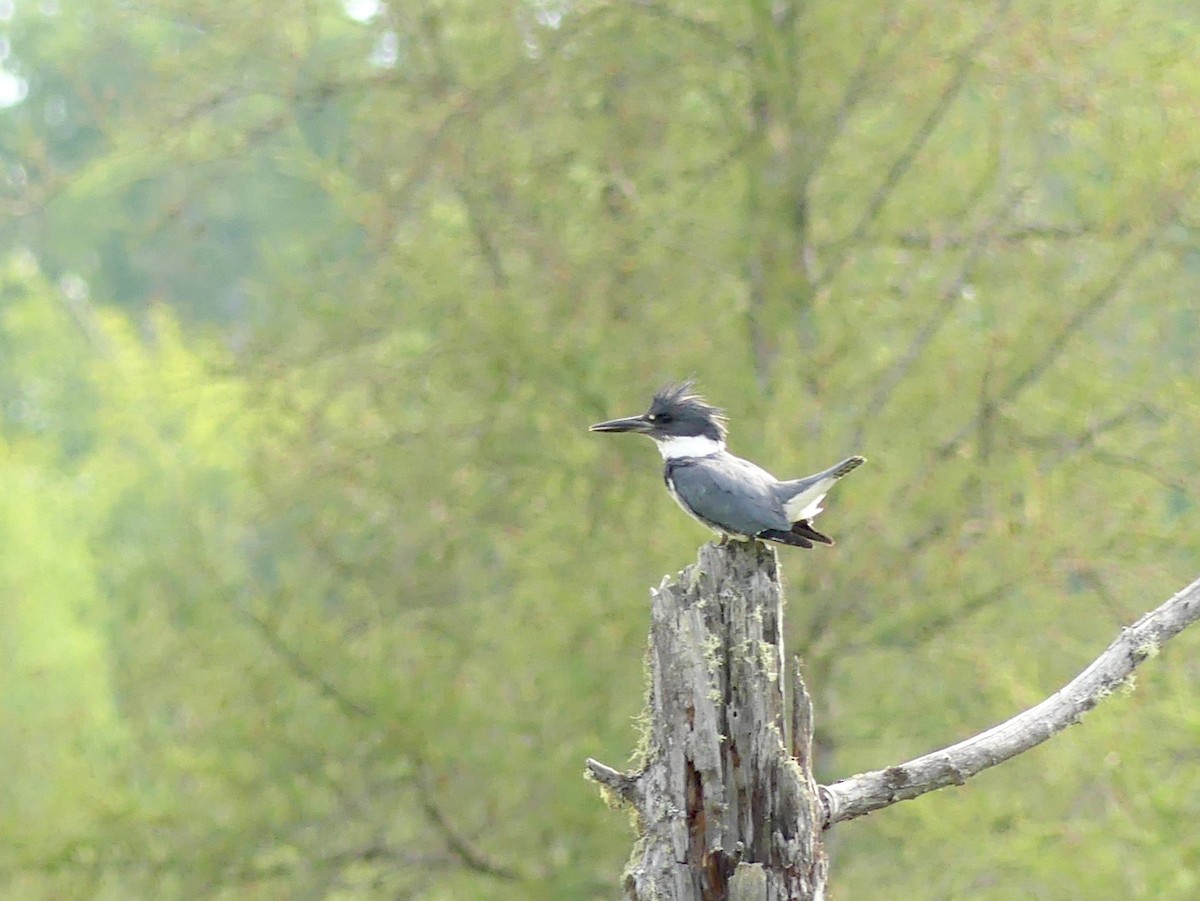 Belted Kingfisher - Jacynthe Fortin