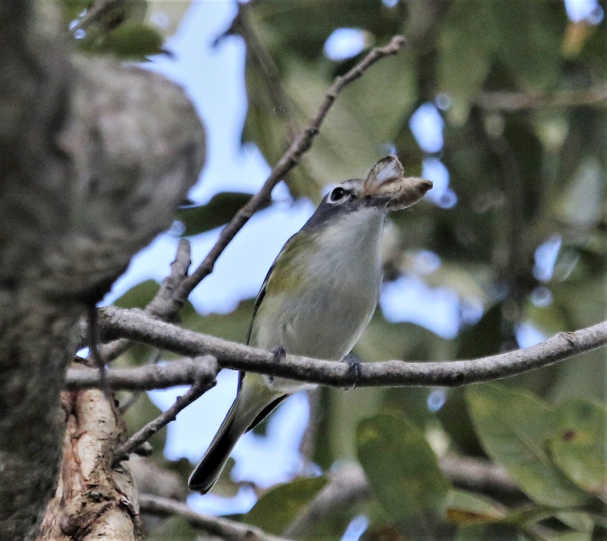 Graukopfvireo - ML170751001