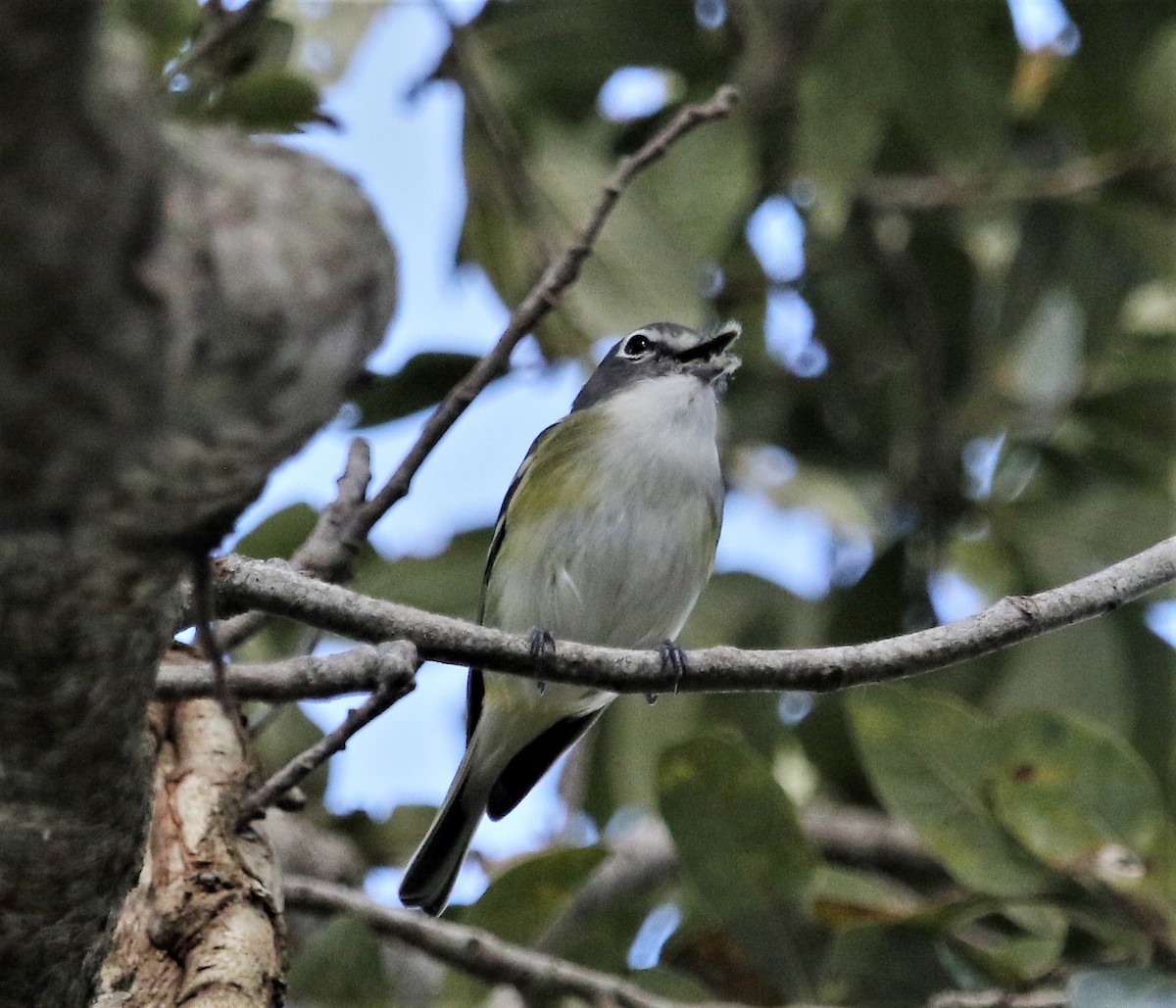 Blue-headed Vireo - ML170751011