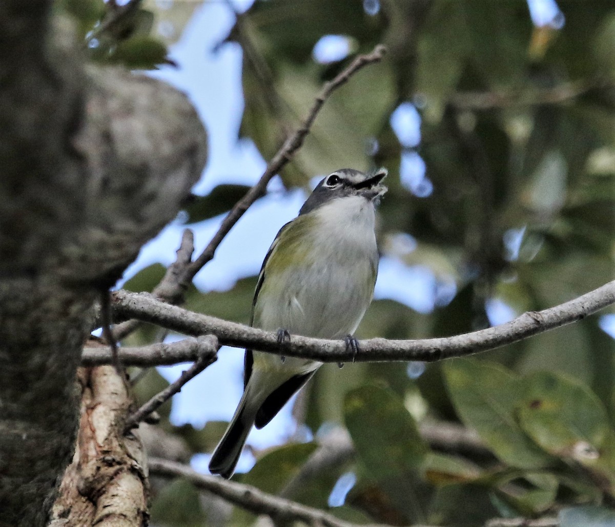 Graukopfvireo - ML170751011