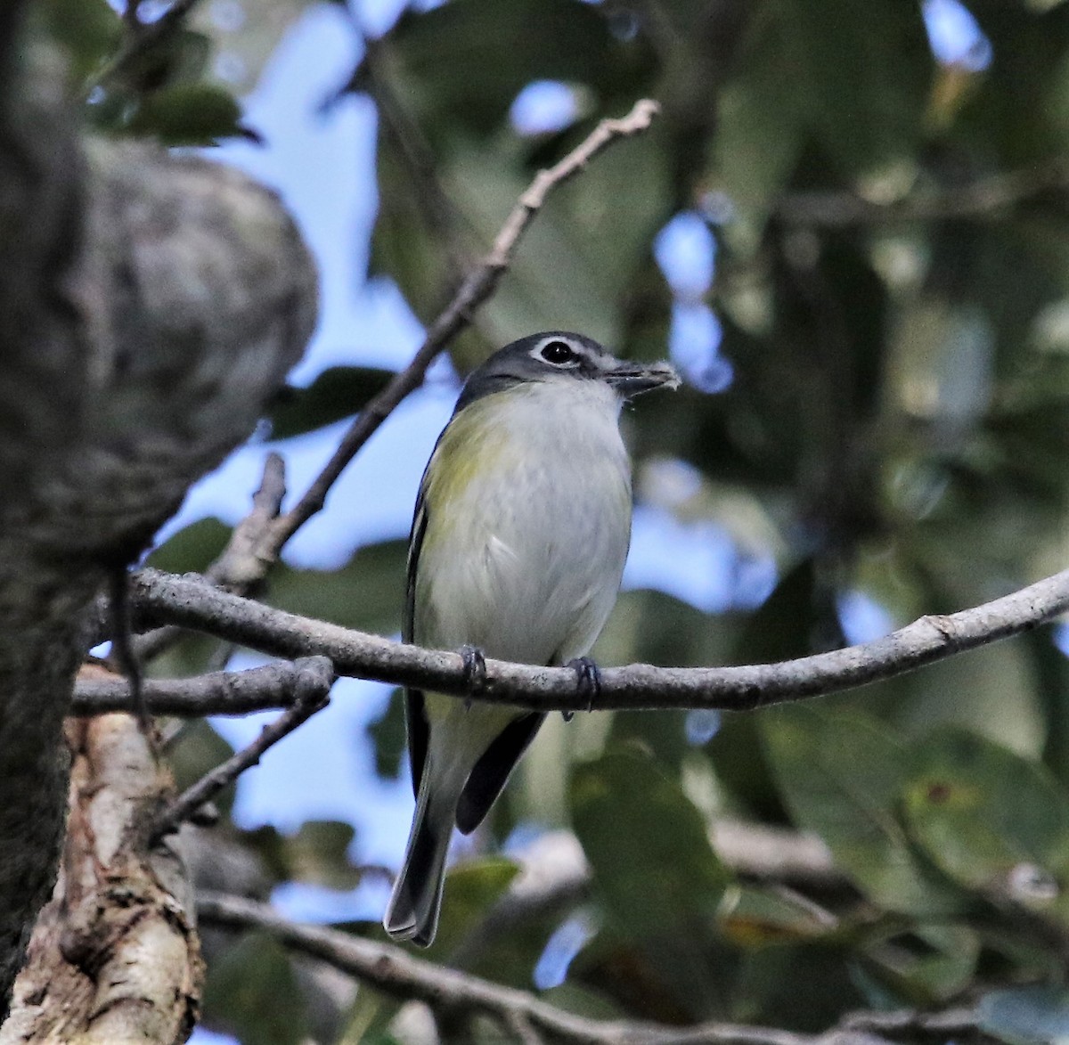 Blue-headed Vireo - ML170751051