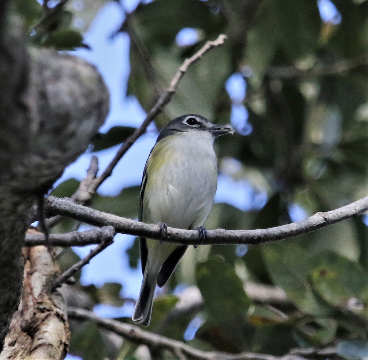 Graukopfvireo - ML170751051