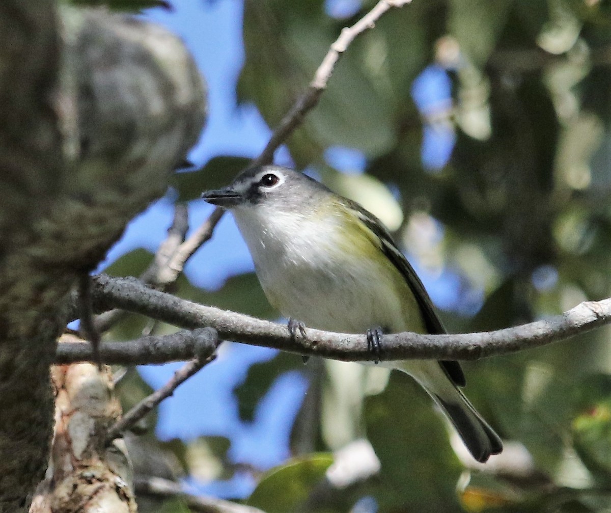 Blue-headed Vireo - ML170751091