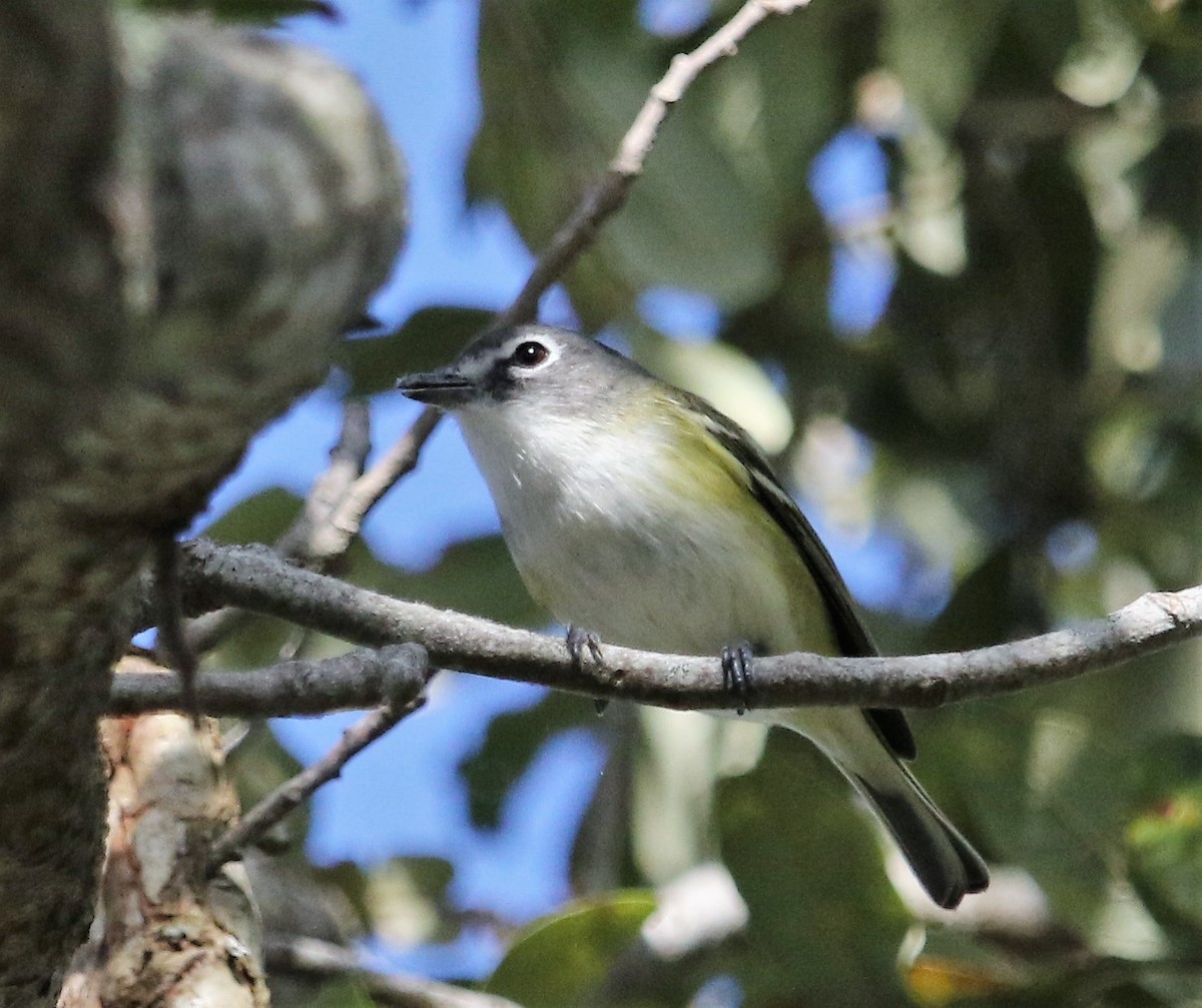 Graukopfvireo - ML170751091