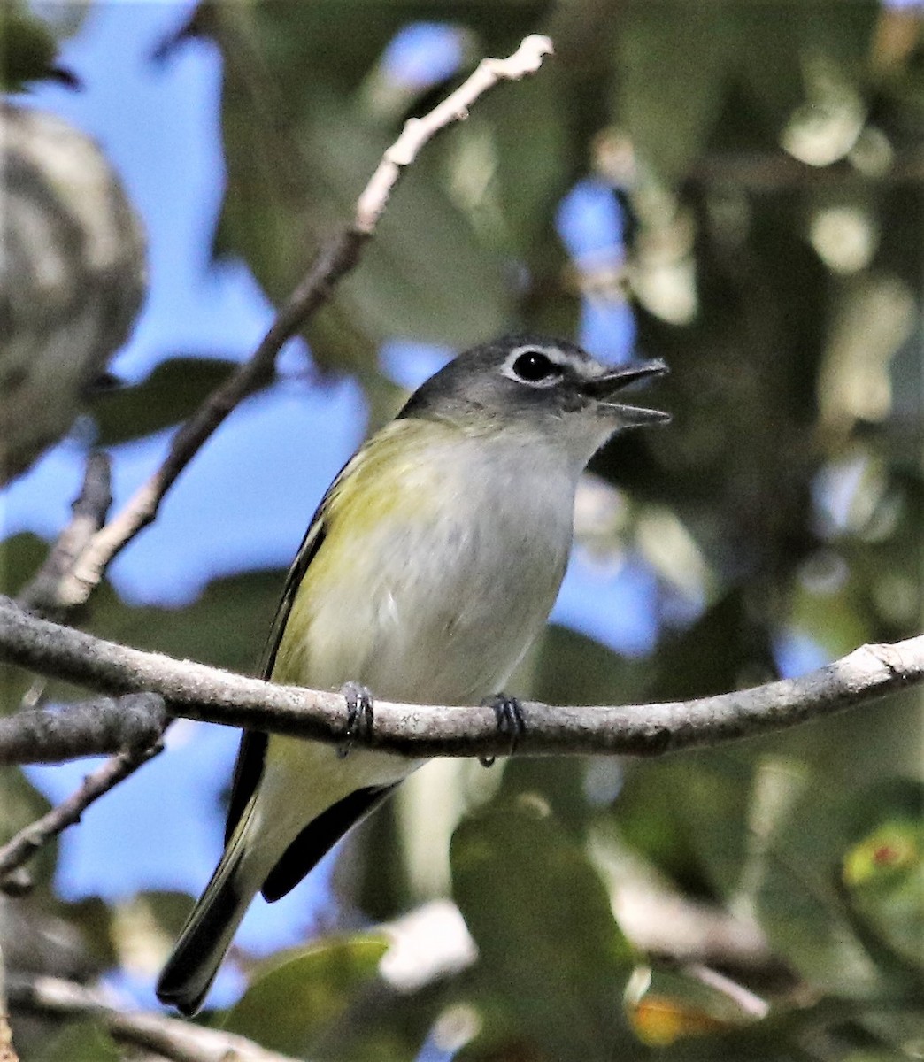 Graukopfvireo - ML170751151