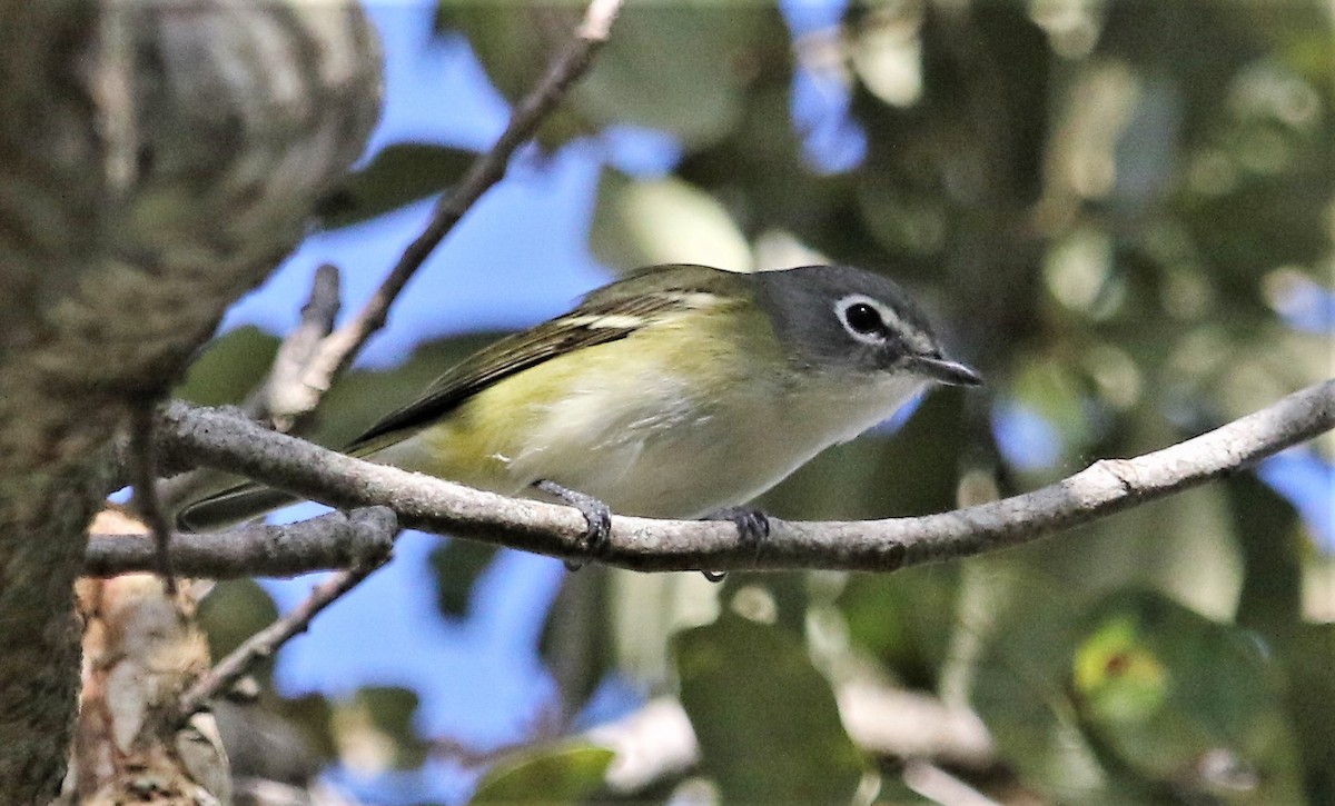 Blue-headed Vireo - ML170751161