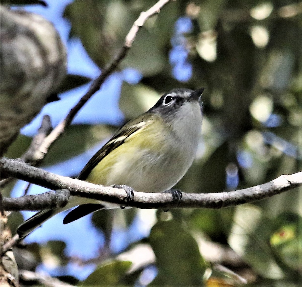 Graukopfvireo - ML170751171