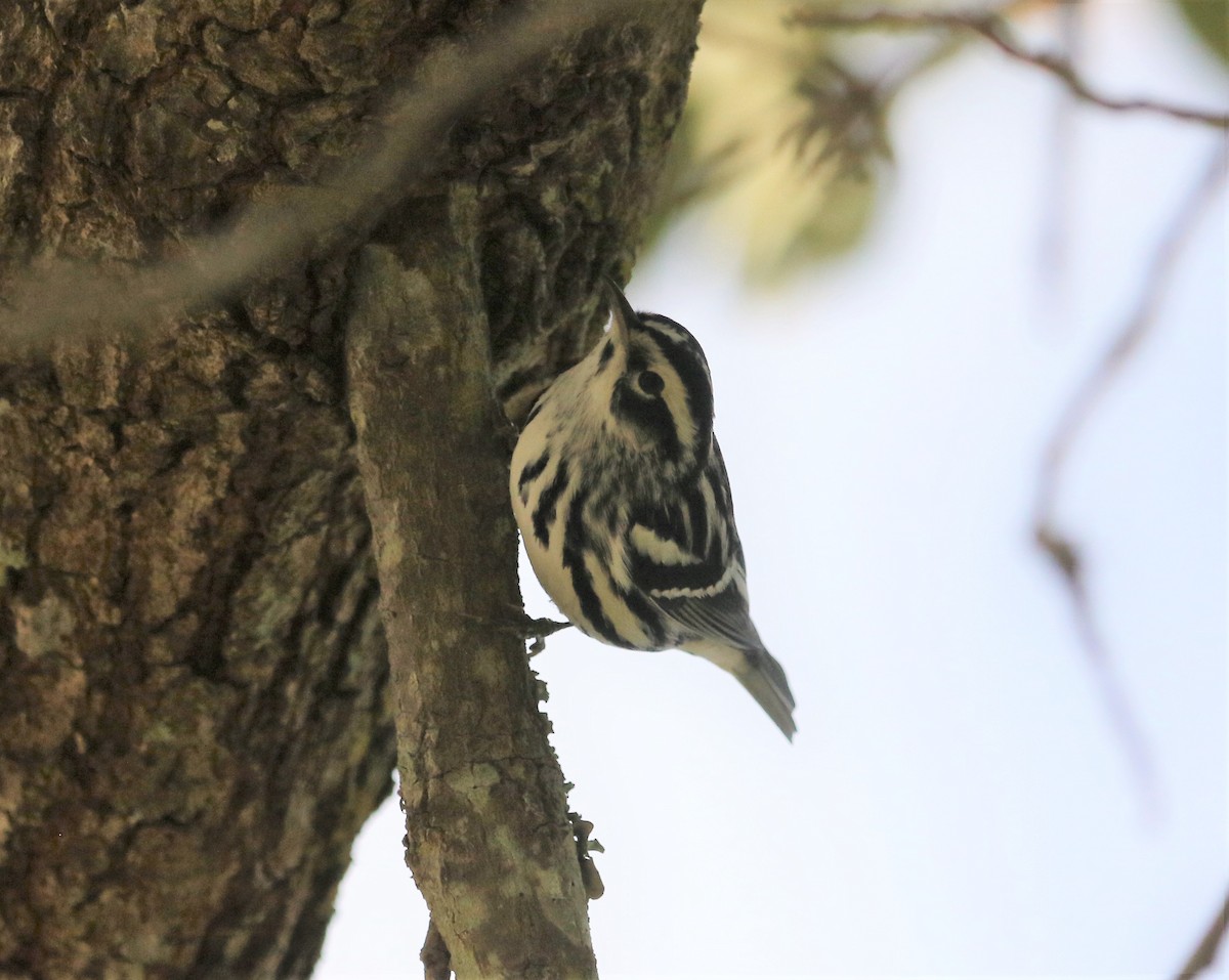 Black-and-white Warbler - ML170751261