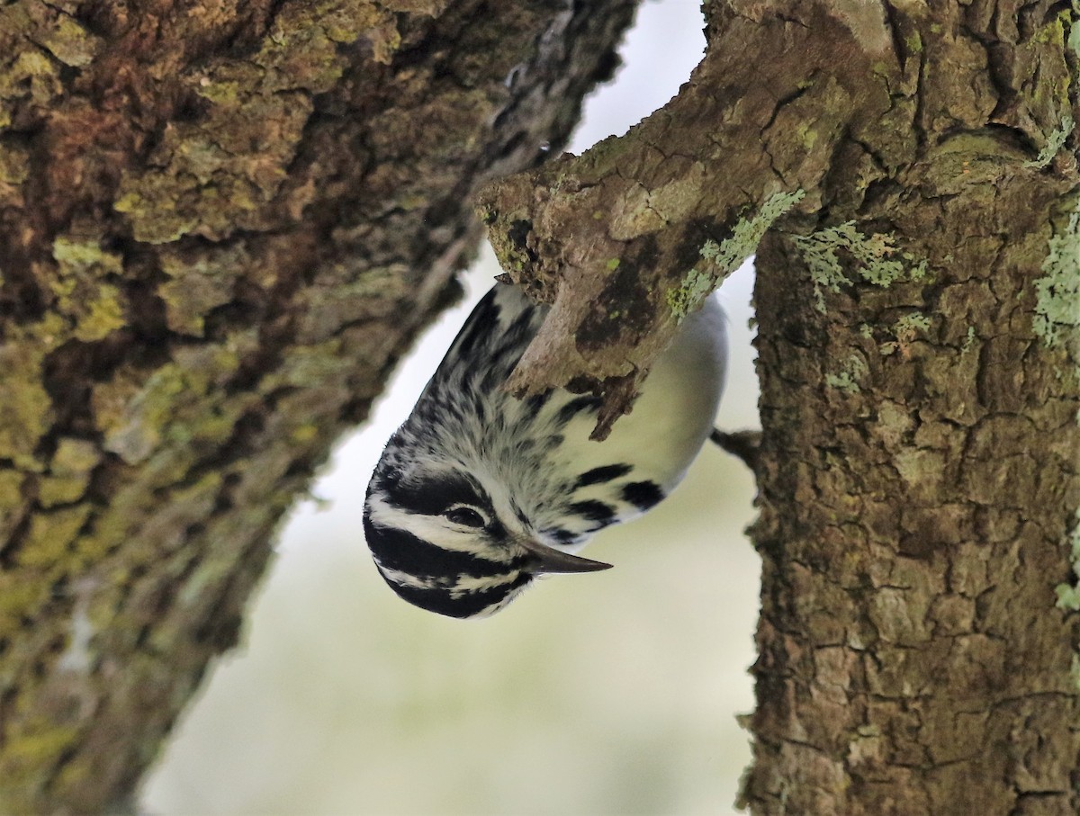 Black-and-white Warbler - ML170751291