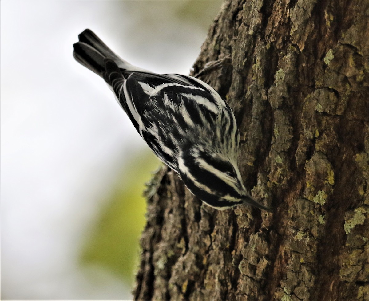 Black-and-white Warbler - ML170751301