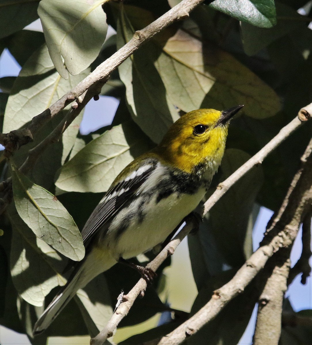 Grünmantel-Waldsänger - ML170751341