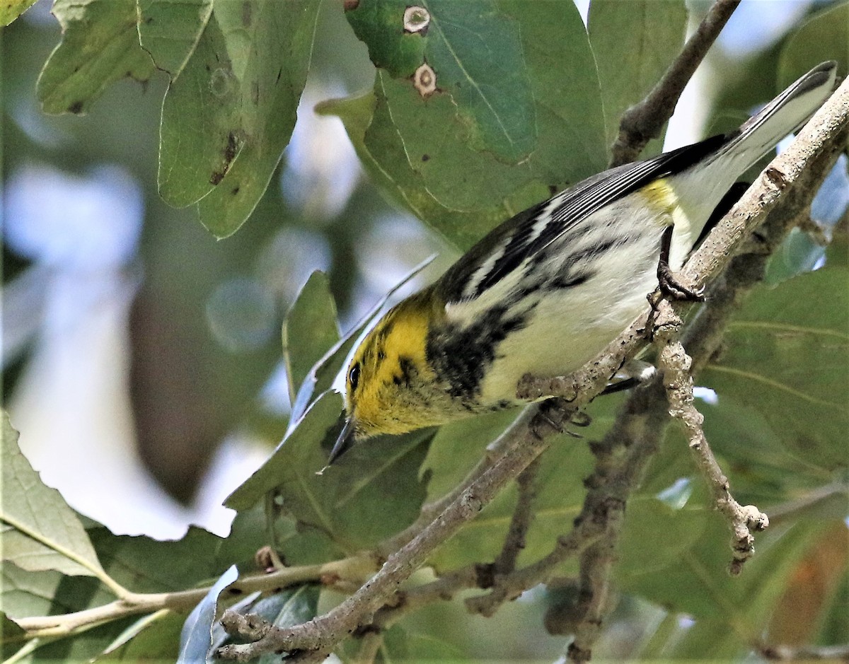 Grünmantel-Waldsänger - ML170751381