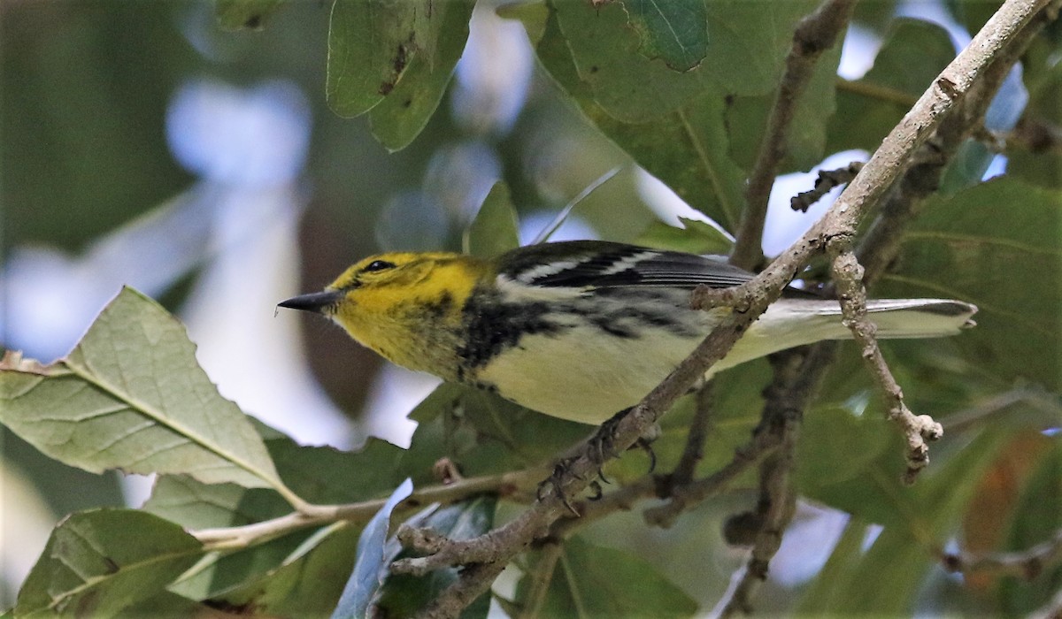 Grünmantel-Waldsänger - ML170751441