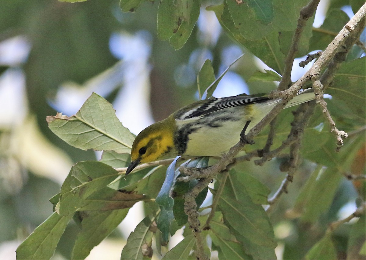 Black-throated Green Warbler - ML170751461