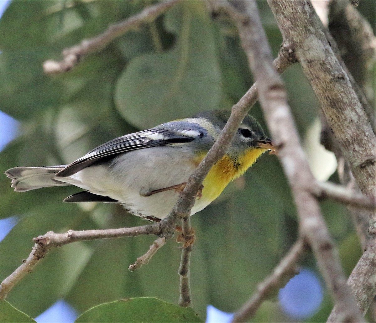 Northern Parula - ML170751531
