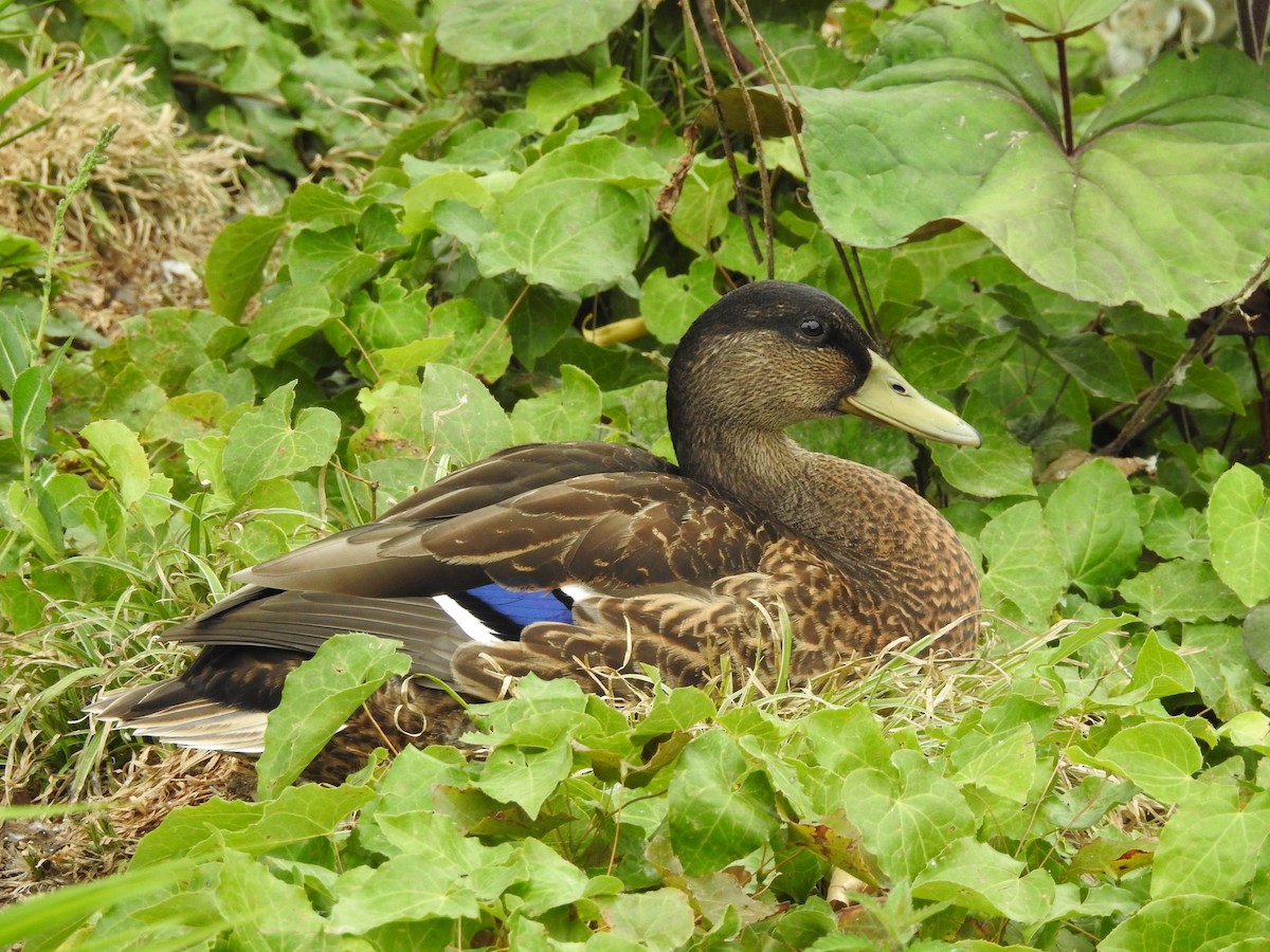 Canard colvert - ML170755021