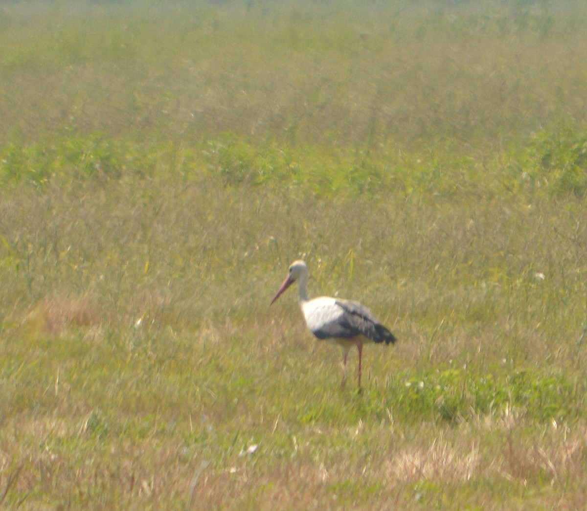 White Stork - Joy Teigland