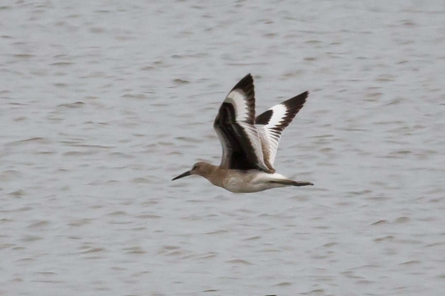 Willet (Western) - ML170755771