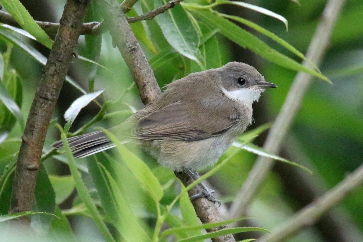 Greater Whitethroat - ML170756781