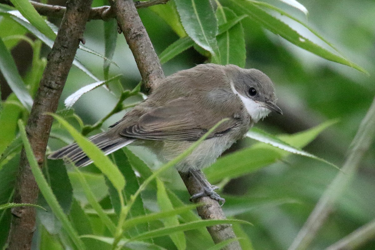 Greater Whitethroat - ML170756791