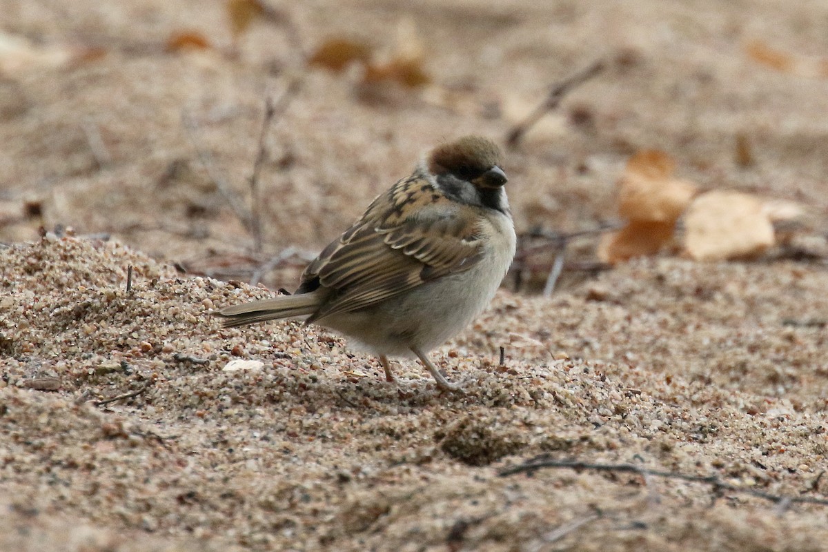 Eurasian Tree Sparrow - ML170756981