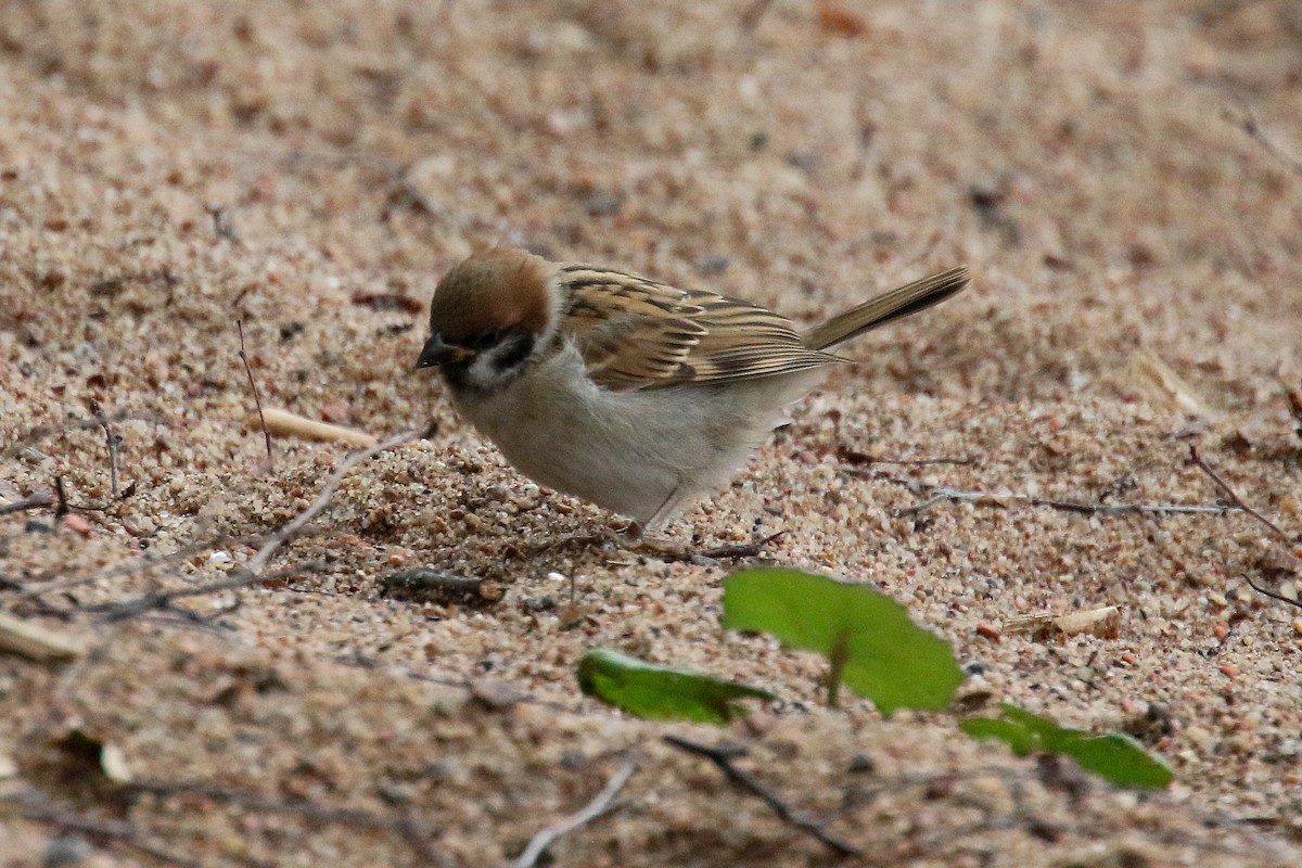 Eurasian Tree Sparrow - ML170756991
