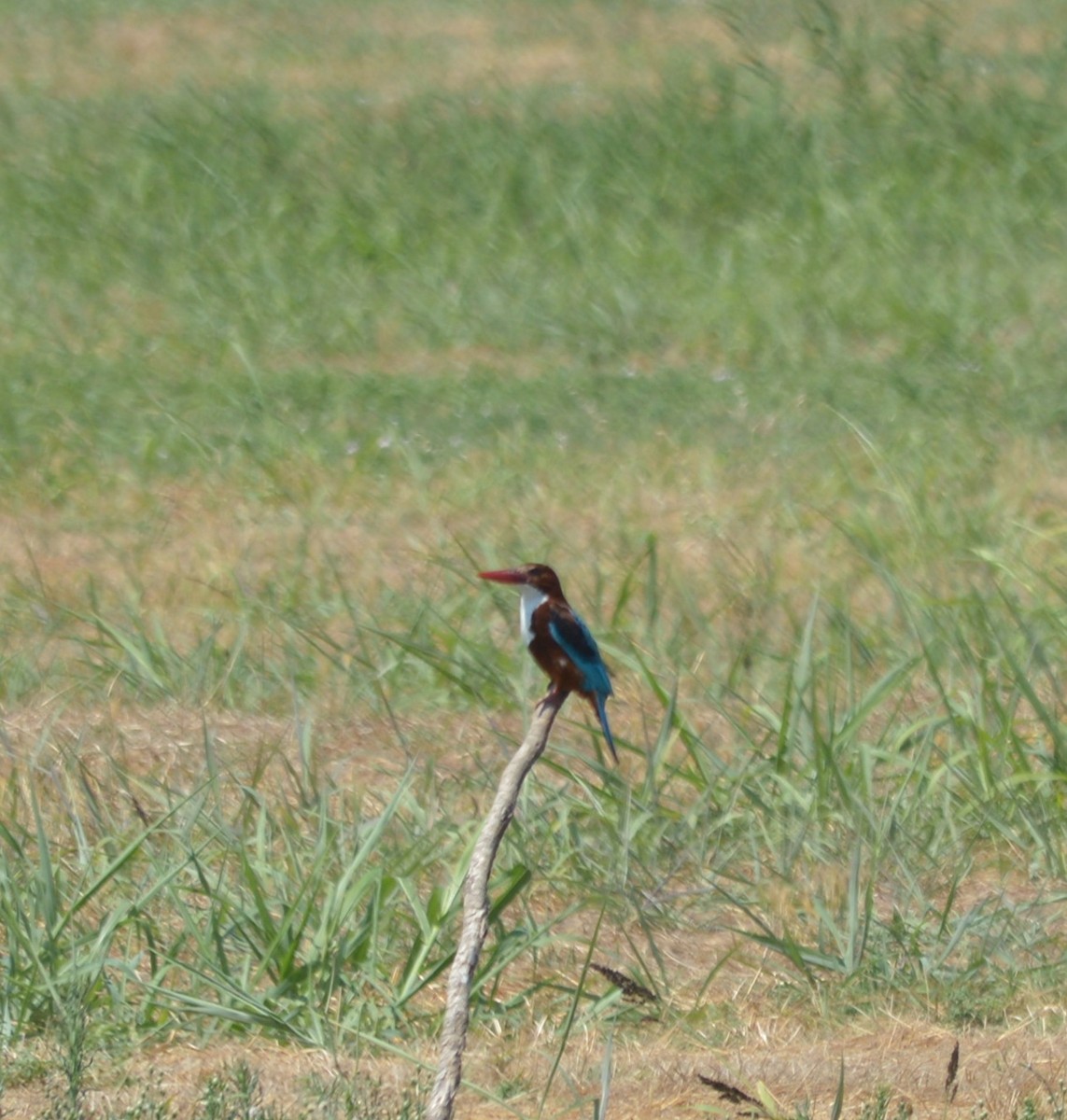 White-throated Kingfisher - Joy Teigland