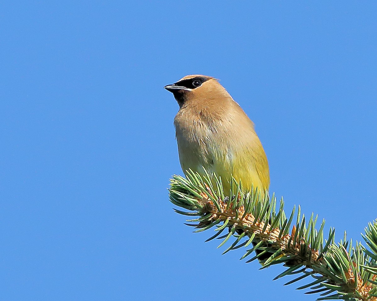 Cedar Waxwing - ML170758561