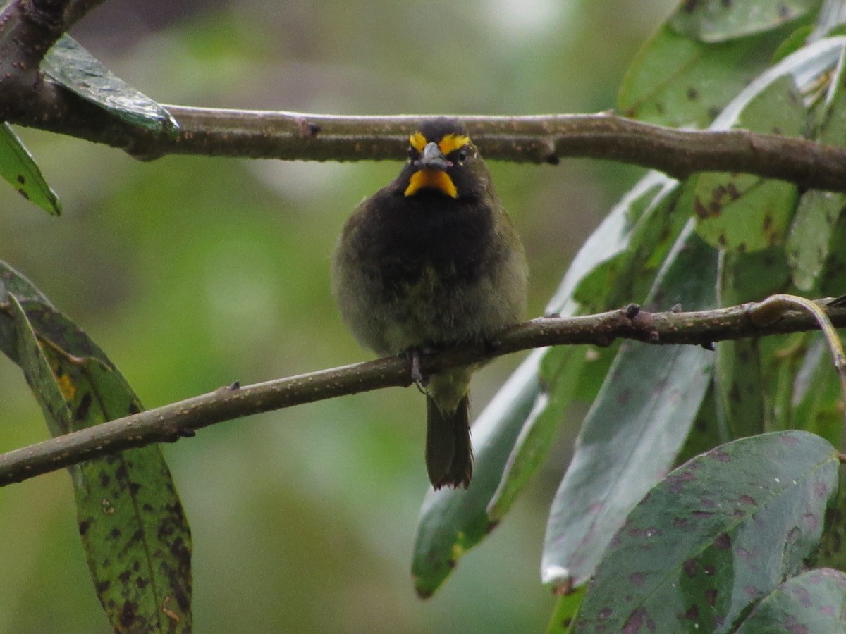 Yellow-faced Grassquit - ML170759421