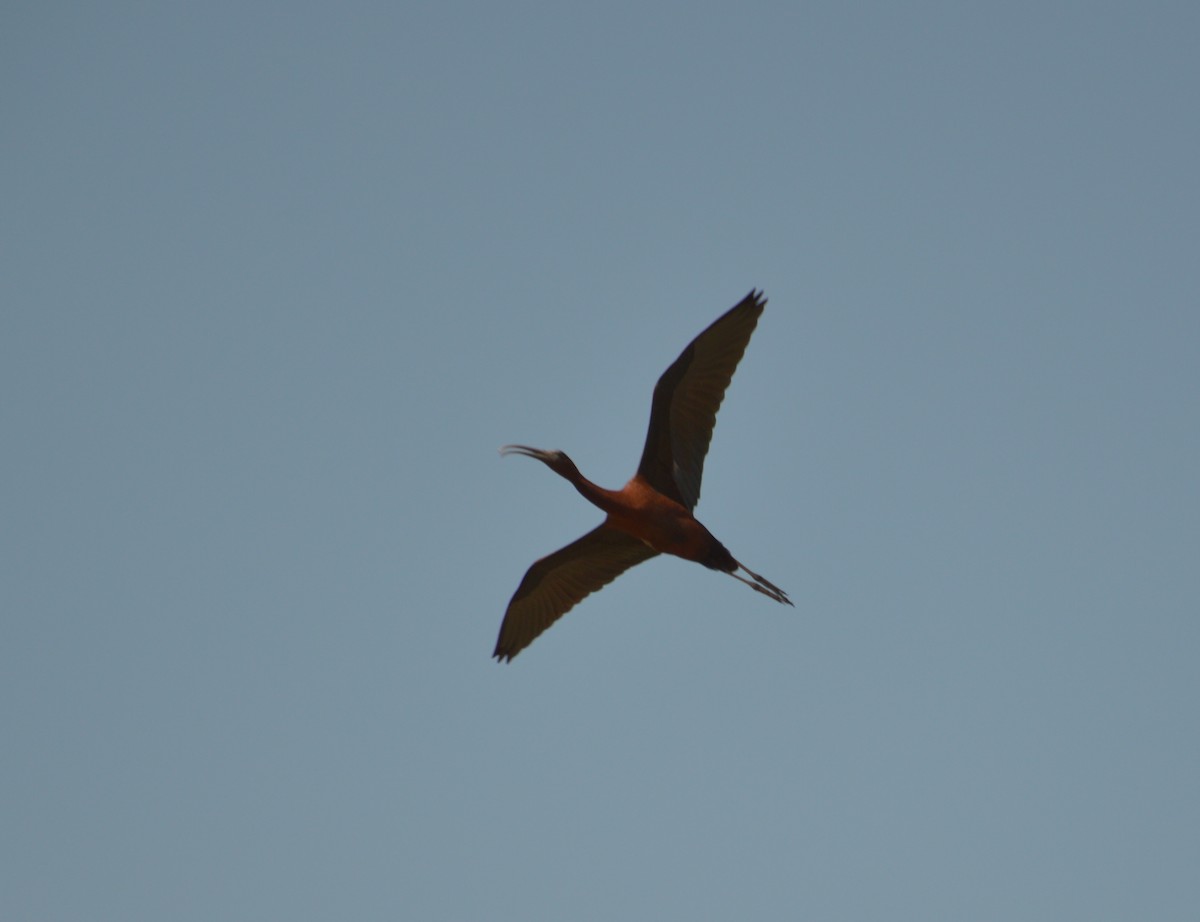 ibis hnědý - ML170760341