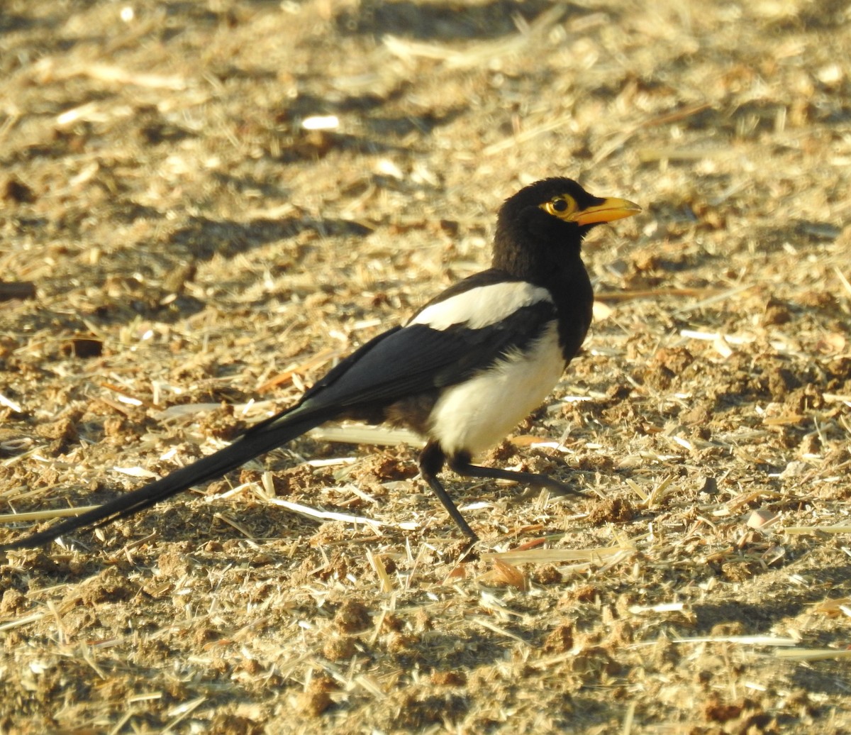 Yellow-billed Magpie - ML170760411