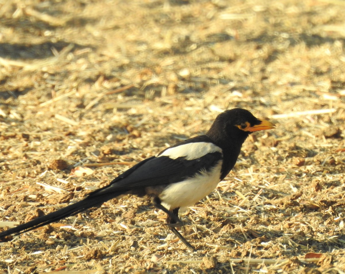 Yellow-billed Magpie - ML170760431