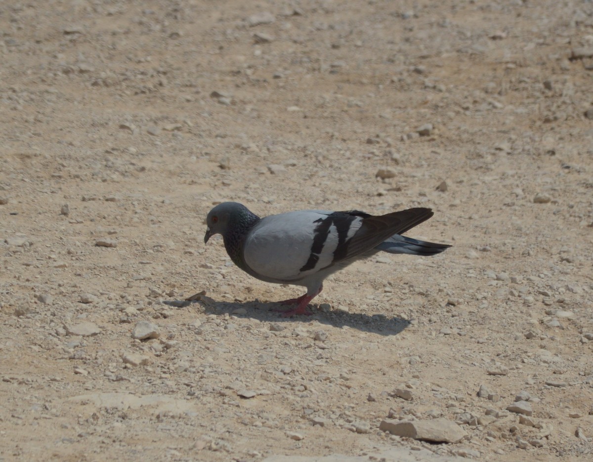 Rock Pigeon (Feral Pigeon) - Joy Teigland