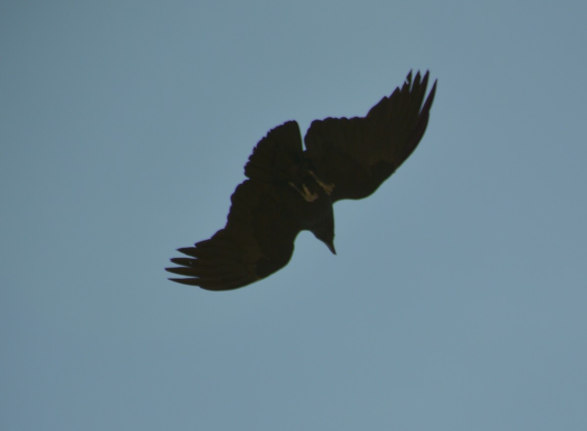 Fan-tailed Raven - Joy Teigland