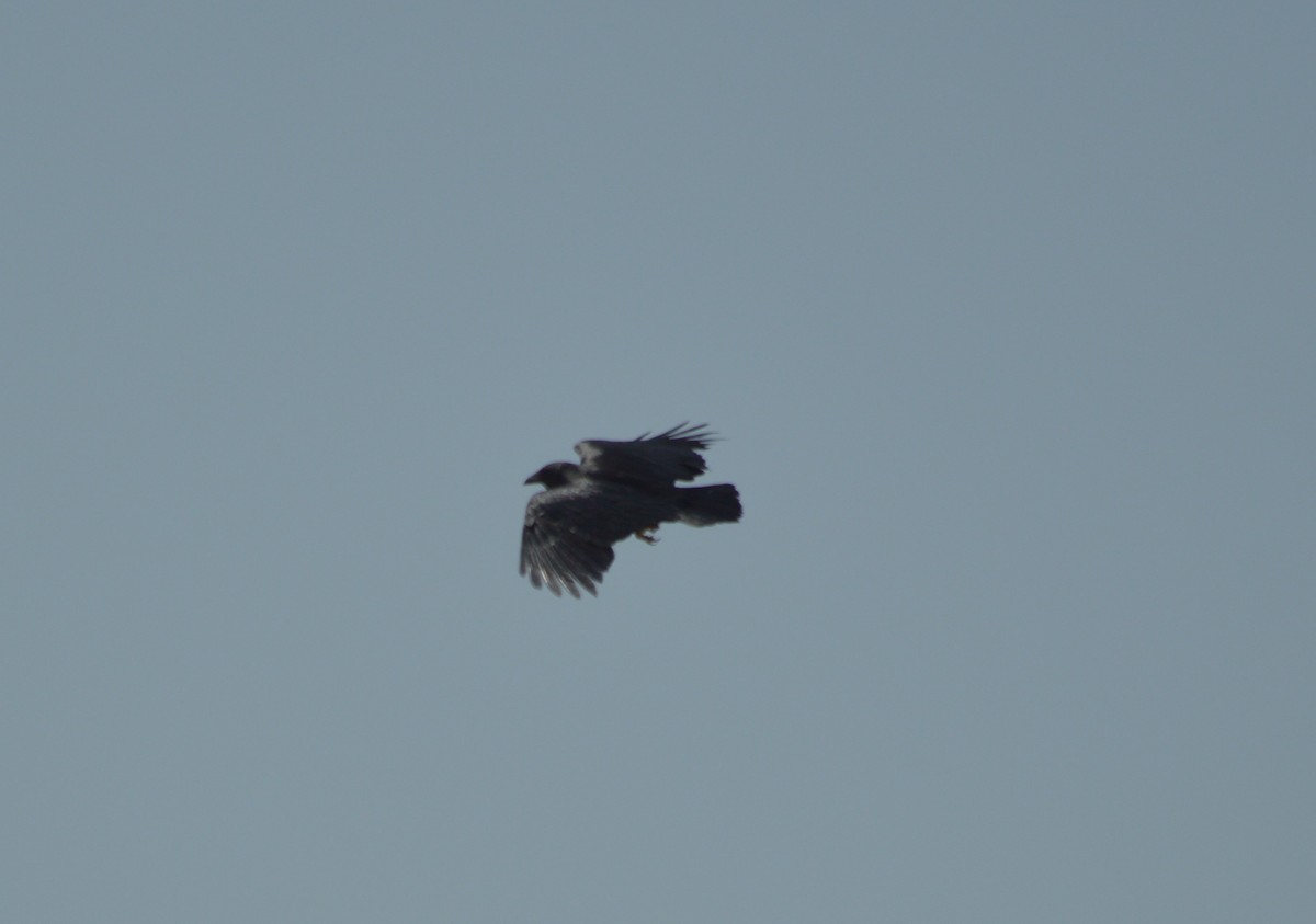 Fan-tailed Raven - Joy Teigland