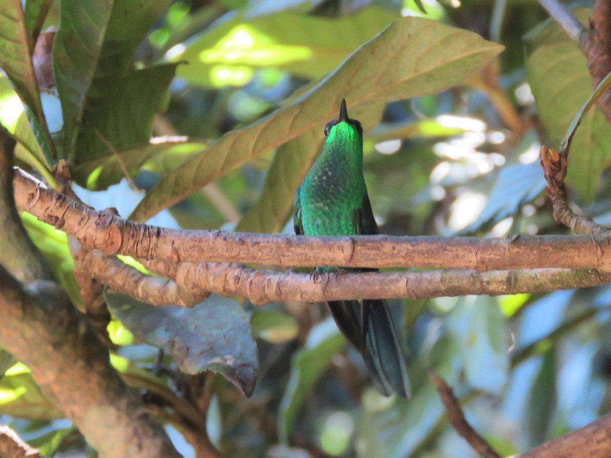 Violet-capped Woodnymph - ML170764551