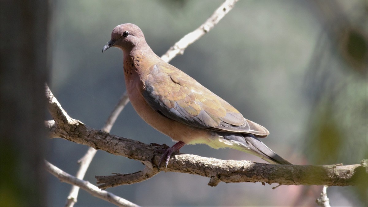 Laughing Dove - ML170764591