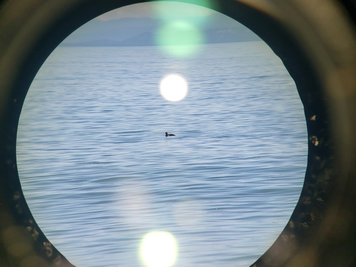 Black Scoter - Jeffrey Roth