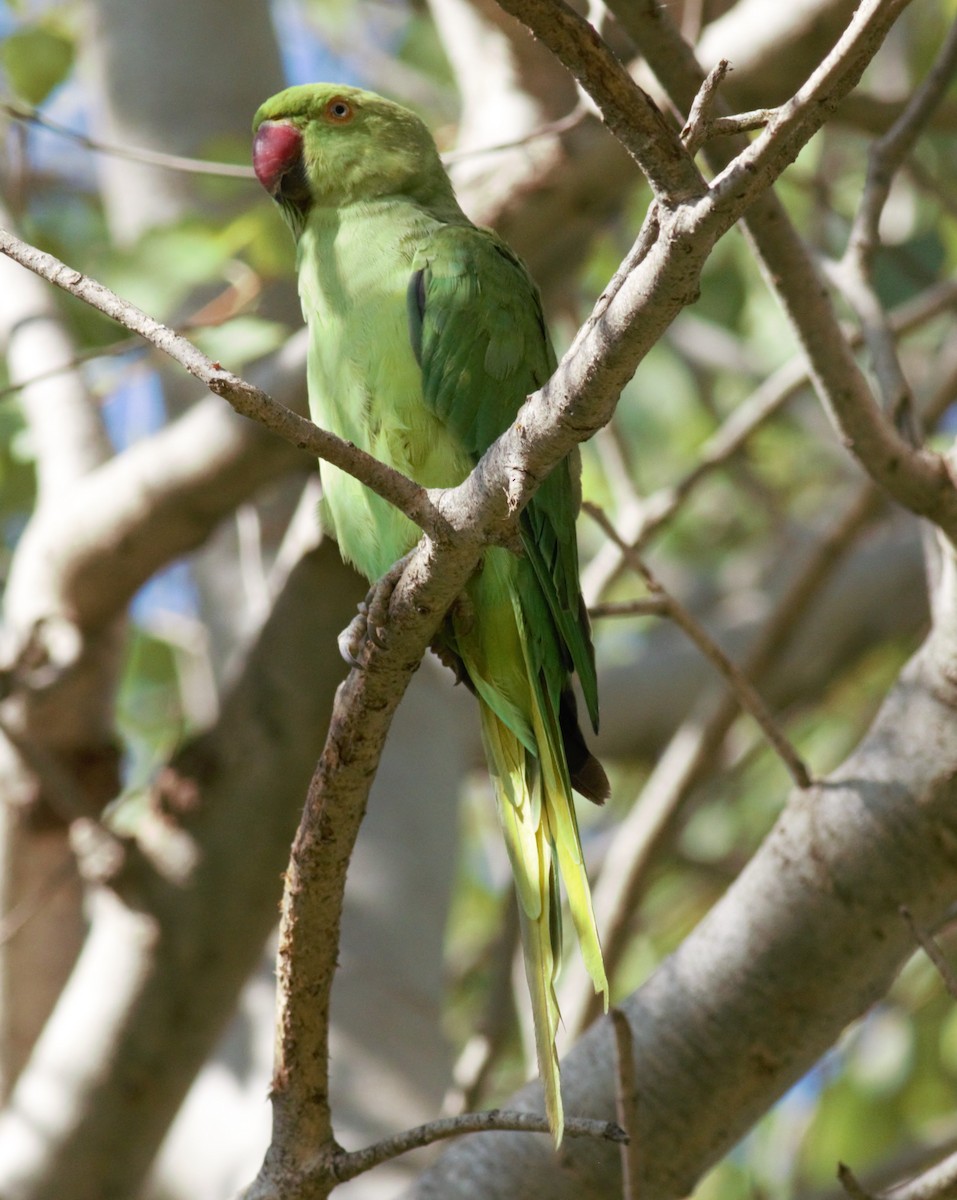 Rose-ringed Parakeet - ML170764821