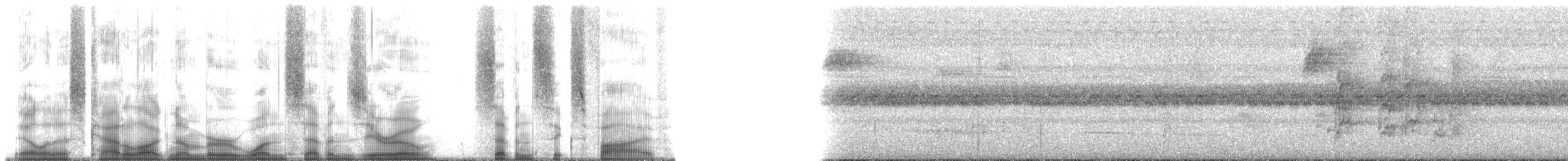 Greenish Schiffornis - ML170765