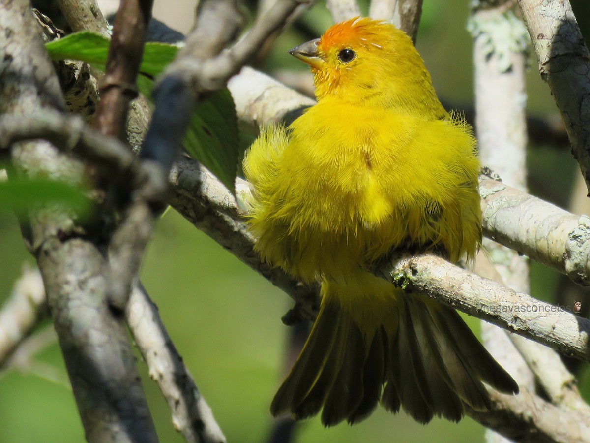 Saffron Finch - ML170765181