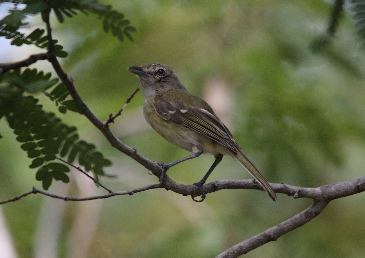 White-eyed Vireo - MaryAnn Teal