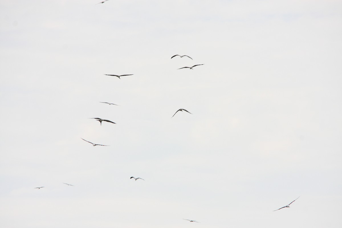 Swallow-tailed Kite - ML170767201