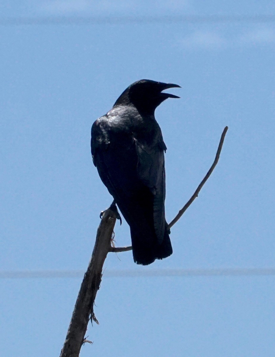 American Crow - ML170769341