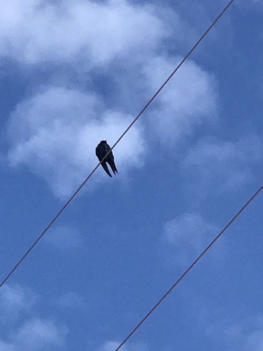 Purple Martin - ML170769751
