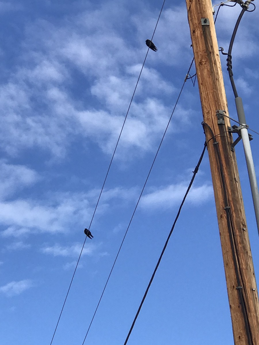 Purple Martin - ML170769761